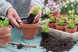 Plant young parsley plants in clay pots