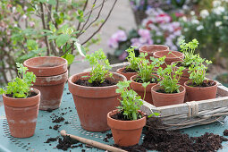 Parsley Seedlings in clay pots