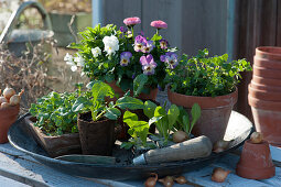 Pots planted with horned violets, Tausendschon Roses, oregano, and spring bittercress, young lettuce plants
