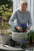 A woman planting horned violets forget-me-nots, and Spring Snowflakes