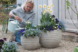A woman watering a Gray planter with daffodil, forget-me-not, spring snowflake, horned violet, and primrose 'Lilac Dark'