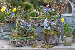 Spring arrangement with daffodils 'Tete a Tete', ray anemones, grape hyacinths, crocuses, puschkinias, and horned violets