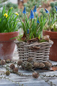 Pot arrangement with grape hyacinths and daffodils 'Tete a Tete', larch branch with cones