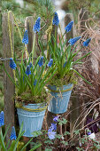 Grape hyacinths in tin pots by the garden fence