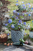 Ray anemone in a tin pot, next to it a basket with bulbs and bare-root hyacinths