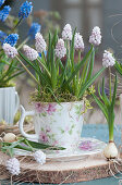 White grape hyacinths in a coffee cup on a saucer and wooden disc
