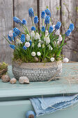 Schale mit blauen und weißen Traubenhyazinthen, dekoriert mit leeren Schneckenhäuschen