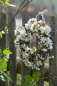 Kranz aus blühenden Zweigen der Schlehe am Gartenzaun