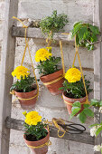 Clay pots with marigolds hung on a wooden ladder, a small bouquet of lemon thyme