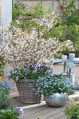 Spring terrace with ornamental cherry 'Kojou-no-mai' underplanted with pansies Ruffles 'Purple White Rim', forget-me-not 'Myomark' in a silver tub