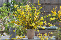 Bouquet of flowering forsythia branches