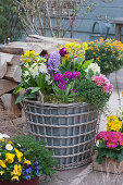 Spring terrace with drumstick primroses, hyacinths, cowslip, spring primroses, thyme, horned violets, daisies, and grape hyacinths