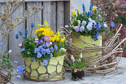 Pots with horned violets, Balkan anemone, grape hyacinths, primrose, and daffodils in clematis vines