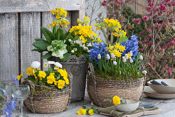 Frühlings-Arrangement mit Hyazinthen, Schlüsselblumen, Traubenhyazinthen, Narzissen, Hornveilchen, Tausendschön und Primel in Körben und Topf