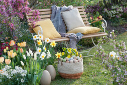 Easter decoration with daffodils, tulips, and wallflowers on a bed with ornamental apple, Easter eggs and filled primrose in a basket, bench with cushion and blanket