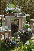 Easter decoration on a small gravel terrace in the garden: baskets with horned violets, Tausendschon Roses, and spring snowflakes, Easter eggs, Easter bunny, tray with cups and glasses, plates, and napkins