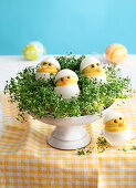 Eier-Küken im Kressebeet zu Ostern