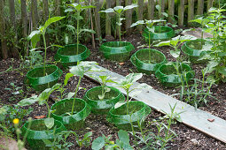 Sunflower seedlings with snail protection rings