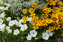 Bidens 'Tiger Bee', Petunia Mini Vista 'White' and Euphorbia 'Diamond Ice'
