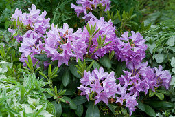 Rhododendron 'Catawbiense Grandiflorum' at the end of May