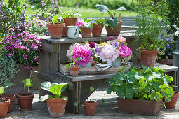 Frühsommer-Arrangement mit Blumentreppe: kleine Sträuße aus Pfingstrosenblüten, Storchschnabel und Witwenblume, Nelken 'Big Touch', Kapuzinerkresse, einjähriger Beifuß und Gemüse-Jungpflanzen in Tontöpfen