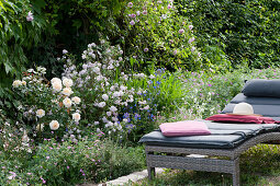 Bed with climbing rose 'Jasmina', polyantharose 'Lions Rose', rose doeflower 'Mont Rose', cranesbill and ox tongues