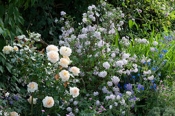 Bed with polyantharose 'Lions Rose', rose deutzia 'Mont Rose', cranesbill and ox tongues