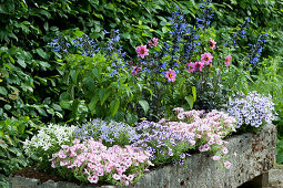 Planted stone trough with dahlias Mystic 'Dreamer', ornamental sage Rockin 'True Blue', petunia Mini Vista 'Pink Star' 'Violet Star' and starflower
