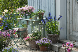 Arrangement with Petunias Mini Vista 'Pink Star' 'Violet Star', White gaura 'Nova', Verbena Vepita 'Carmine Kiss', water hyssop Everest 'Ice', Ornamental Sage Rockin 'True Blue', Dahlia, Starflower, and Rose