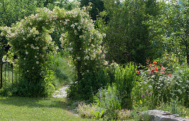 Rosenbogen mit Ramblerrose 'Ghislaine de Feligonde' am Staudenbeet