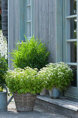 Arrangement of feverfew 'Aureum' and frost grass 'West Lake'