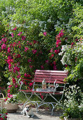Red bench next to bed of rose 'Scharlachglut' and multiflora rose: tray with bottle and glasses, dog Zula