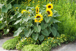 Bed of yellow-flowering plants: sunflowers, calliopsis, paracress and oregano