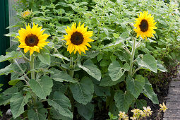Sunflowers in flowerbed