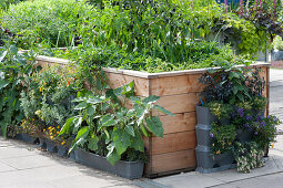 Vegetables, herbs and summer flowers in raised beds and pots