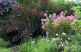 Flowering bed of shrub rose 'Mozart', daisies, ninebark 'Diabolo' and rambling rose 'Veilchenblau'