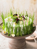 Gurken-Frischkäse-Torte mit Frühlingskräutern