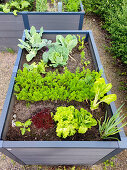 Urban Gardening - raised bed with vegetables