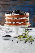 Layers of sponge cake layered with cream and blueberries