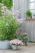 Culver's root, oregano, mint, Calibrachoa, water hyssop, and globe amaranth 'Truffula Pink', at the window cut garlic and echeveria