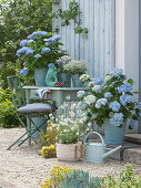 Hydrangea 'Endless Summer, Graceful spurge, and thrifts, white gaura in a basket