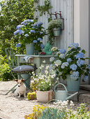 Hydrangea 'Endless Summer', wild strawberry and graceful spurge hanging on the wall, white gaura in basket, dog Zula sitting in front of the chair