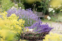 Frisch geernteter Lavendel im Korb am Beet mit Lavendel und Frauenmantel