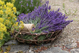 Freshly harvested lavender in a basket at the garden's edge