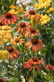 Coneflower 'Orange Skipper' with yellow yarrow and Heliopsis