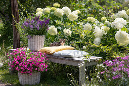 Basket with Angelonia 'Blue' 'Dark Violet' on bench, small cat lying on cushion, pink petunia in front, hydrangea 'Annabelle' behind it