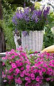 Kleine Katze sitzt neben Korb mit Angelonie 'Blue' 'Dark Violet', davor pinke Petunie