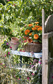 Basket with zinnias in clay pots and raspberry twig on a side table by the garden gate