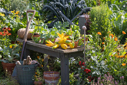 Arbeitstisch im Gemüsegarten mit frisch geernteten gelben Zucchini, Zucchiniblüten und Gemüse-Jungpflanzen, Kohlrabi im Topf, Tomate, Palmkohl, Ringelblumen und Scheinsonnenhut