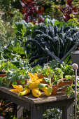 Potting bench in the vegetable garden with freshly harvested summer squash, squash blossoms, and vegetable seedlings, dinosaur kale in the background